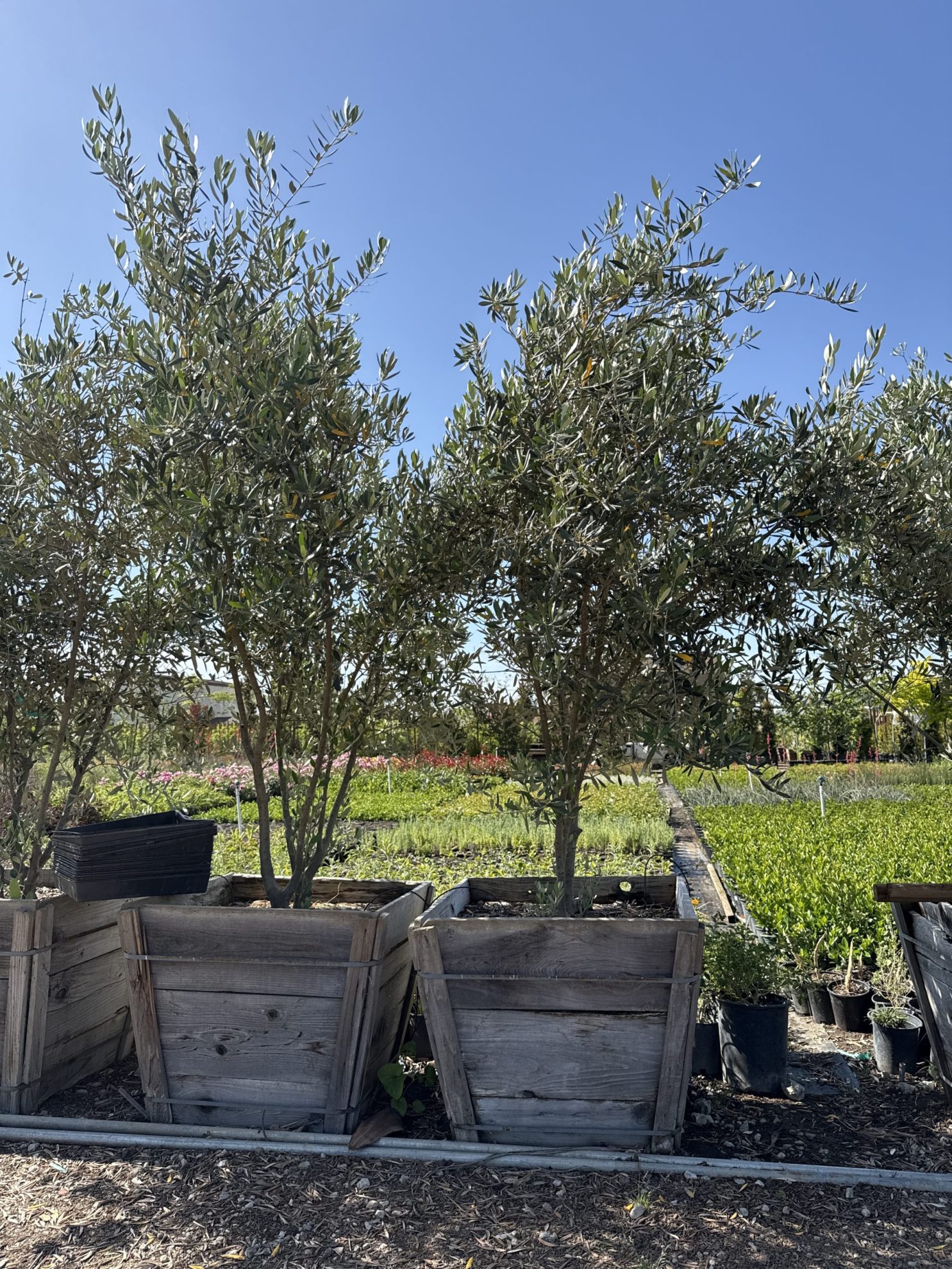 All Season Nursery INC.