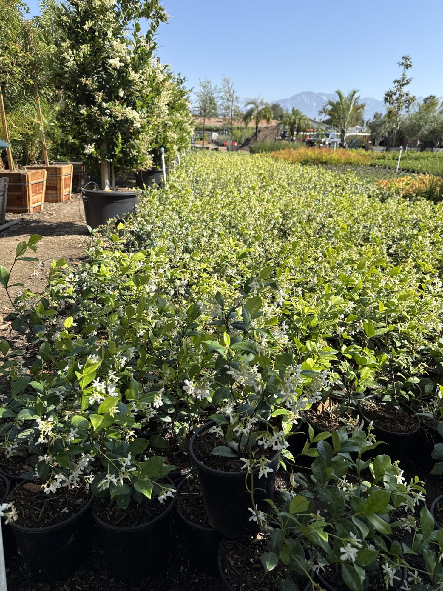 All Season Nursery INC.