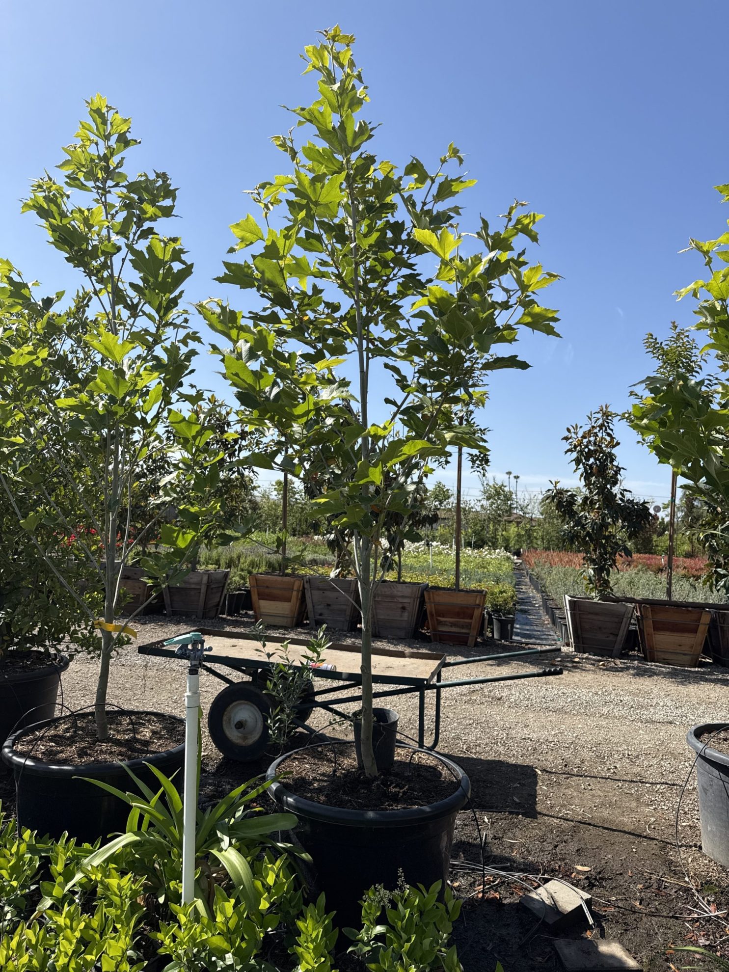 All Season Nursery INC.
