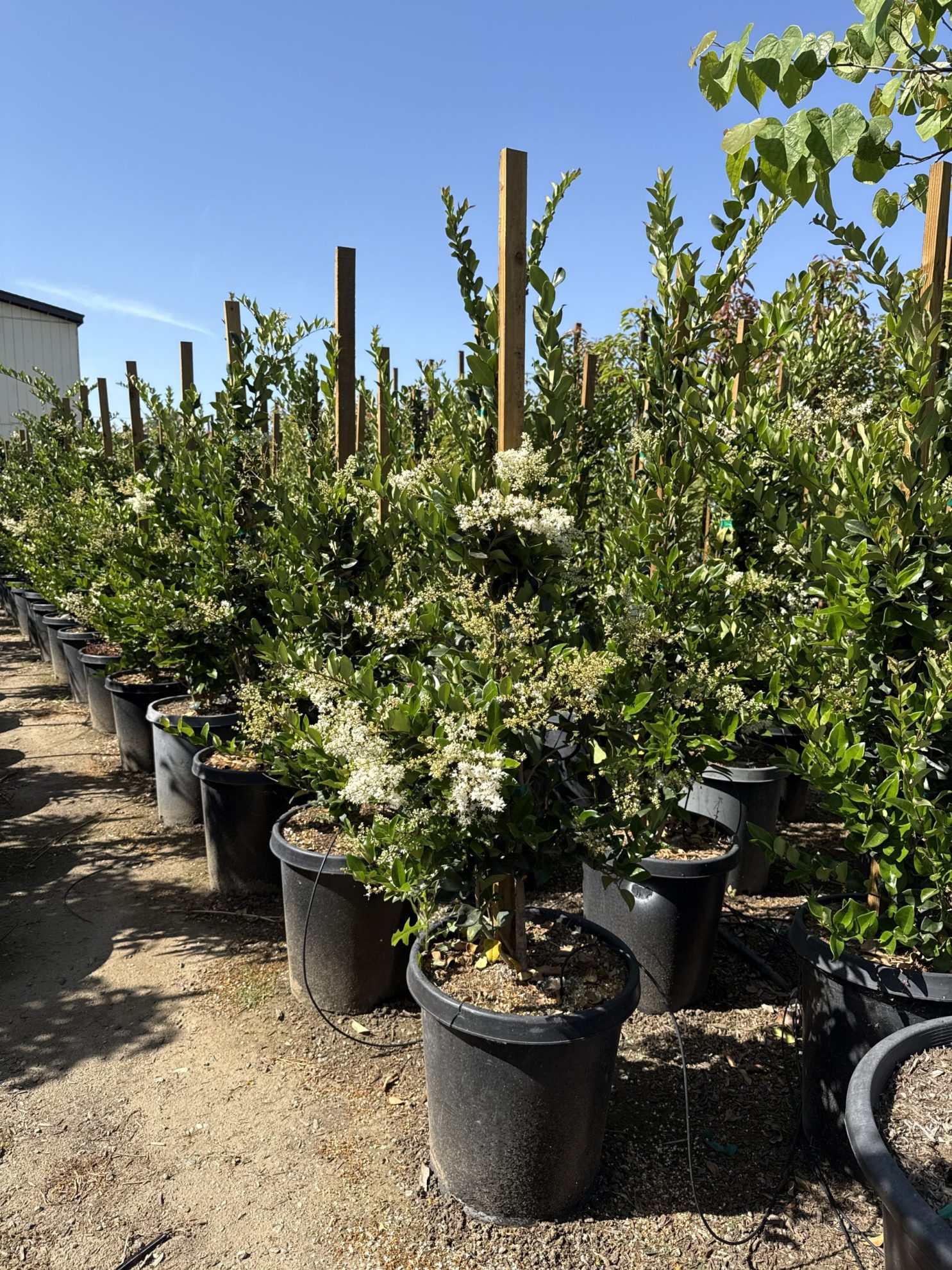 All Season Nursery INC.