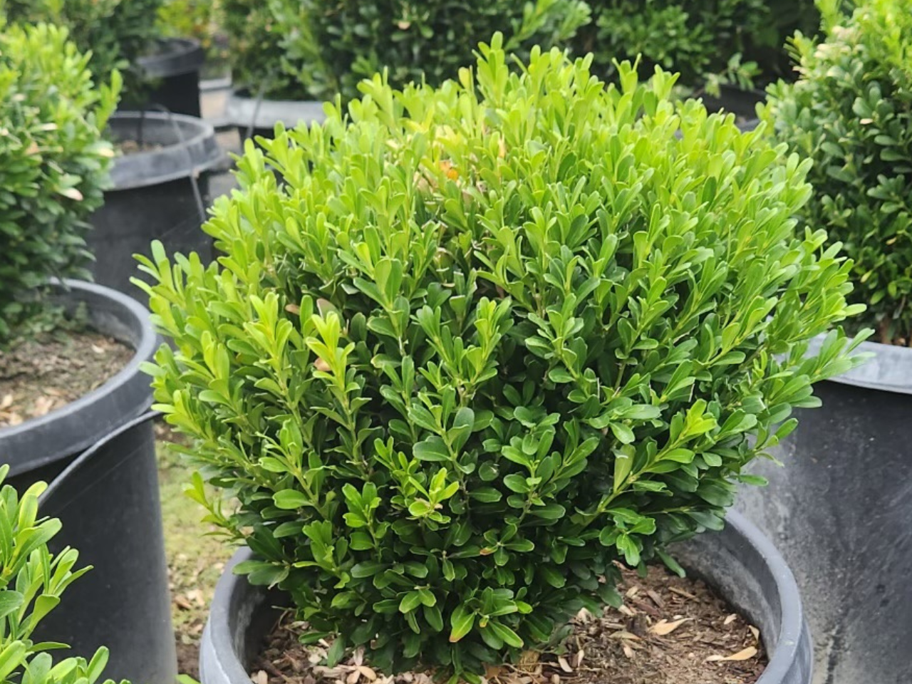 All Season Nursery INC.